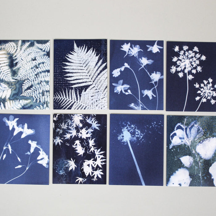 Cyanotype Greeting Cards Boxed Set