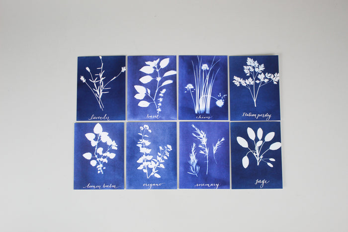 Cyanotype Greeting Cards Boxed Set