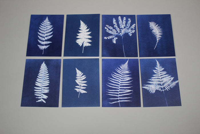 Cyanotype Greeting Cards Boxed Set